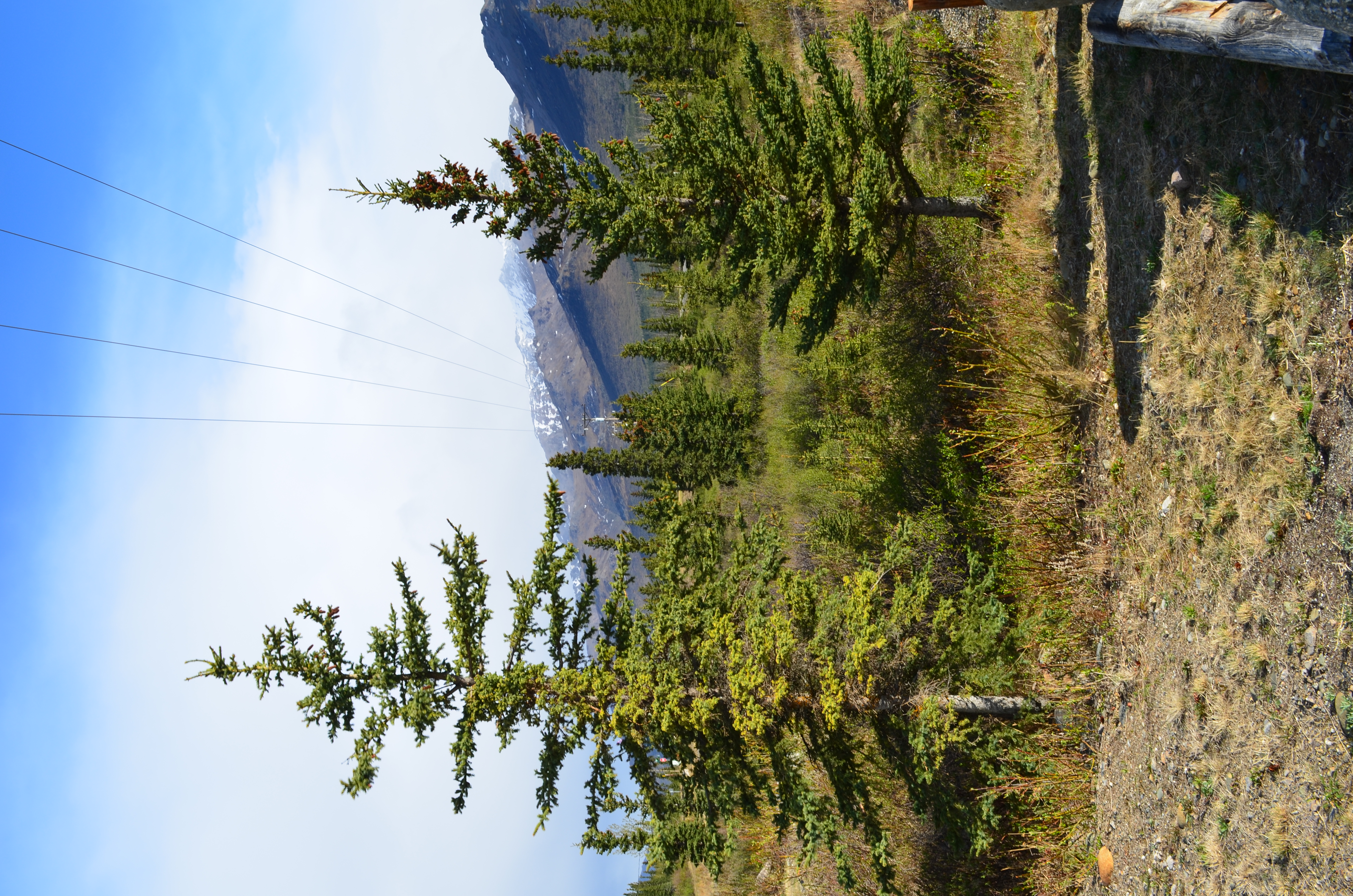 ./2017/08 - Alaska Cruise/03 - Denali/DSC_0158.JPG